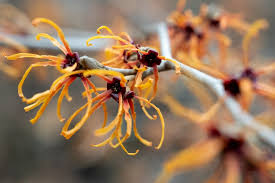 Attēlu rezultāti vaicājumam “Hamamelis vernalis flower”