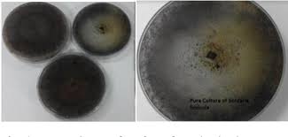 Attēlu rezultāti vaicājumam “Sordaria fimicola”