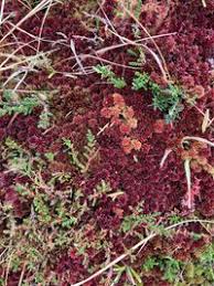 Attēlu rezultāti vaicājumam “Sphagnum capillifolium”