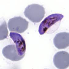 Attēlu rezultāti vaicājumam “Enteridium variabile plasmodium”