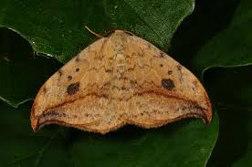 Attēlu rezultāti vaicājumam “Drepana falcataria”