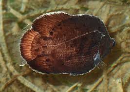 Image result for Lobotes surinamensis