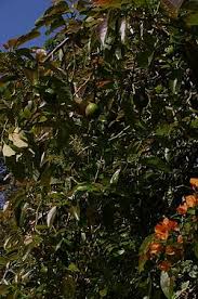 「アボカド大臣」の画像検索結果