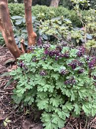Attēlu rezultāti vaicājumam “Corydalis solida flower”