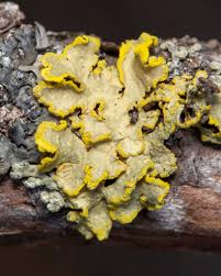 Attēlu rezultāti vaicājumam “Vulpicida pinastri”