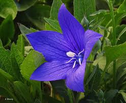 Image result for Campanula patula