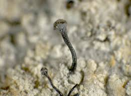 Attēlu rezultāti vaicājumam “Chaenotheca ferruginea”