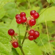 Attēlu rezultāti vaicājumam “Rubus saxatilis fruit”