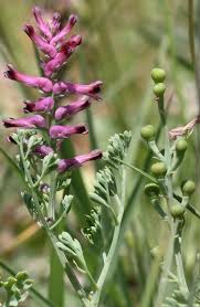 Image result for Fumaria officinalis