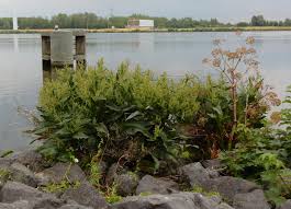 Attēlu rezultāti vaicājumam “Rumex hydrolapathum”