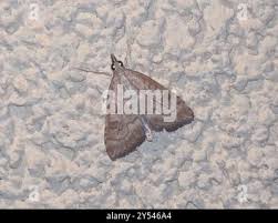 Attēlu rezultāti vaicājumam “Udea fulvalis”