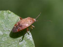 Attēlu rezultāti vaicājumam “Psallus sp.”