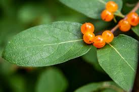 Attēlu rezultāti vaicājumam “Lonicera tatarica bud”