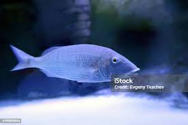 Image result for Lithognathus lithognathus