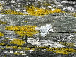 Attēlu rezultāti vaicājumam “Trapeliopsis flexuosa”