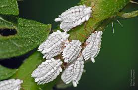 Attēlu rezultāti vaicājumam “Orthezia urticae”