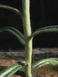Attēlu rezultāti vaicājumam “Anaphalis margaritacea leaf”