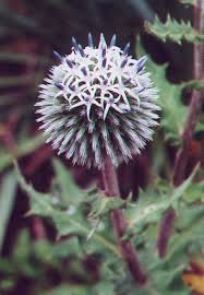 Attēlu rezultāti vaicājumam “Echinops sphaerocephalus flower”
