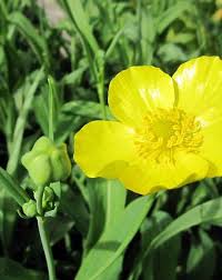 Attēlu rezultāti vaicājumam “Ranunculus lingua bud”