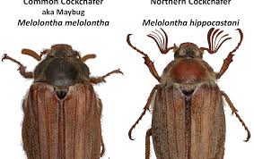 Attēlu rezultāti vaicājumam “Melolontha hippocastani”