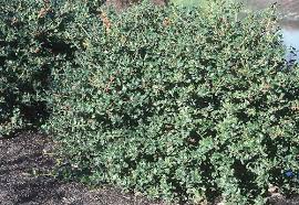 Attēlu rezultāti vaicājumam “Ilex x meserveae”