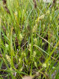 Attēlu rezultāti vaicājumam “Carex remota”