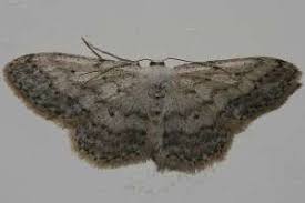 Attēlu rezultāti vaicājumam “Idaea seriata”