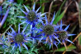 Image result for Eryngium `Blue Hobbit`