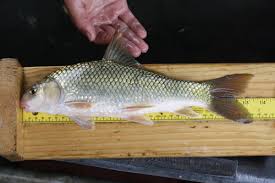 Image result for Carpiodes carpio