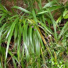 Attēlu rezultāti vaicājumam “Dianemataceae”