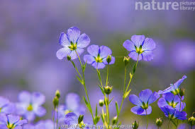 Attēlu rezultāti vaicājumam “Linum usitatissimum flower”