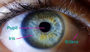 Image result for Iris