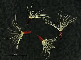 Attēlu rezultāti vaicājumam “Pilosella aurantiaca”