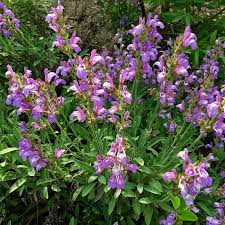 Attēlu rezultāti vaicājumam “Salvia officinalis”