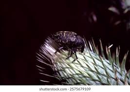 Attēlu rezultāti vaicājumam “Larinus sp.”