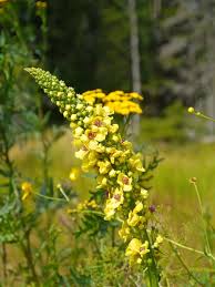 Attēlu rezultāti vaicājumam “Verbascum nigrum leaf”