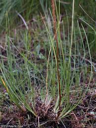 Attēlu rezultāti vaicājumam “Triglochin maritimum fruit”