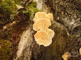 Attēlu rezultāti vaicājumam “Hericium cirrhatum”