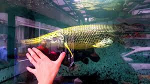 Image result for Garstang A S C