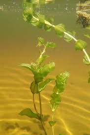 Attēlu rezultāti vaicājumam “Potamogeton perfoliatus fruit”