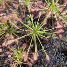 Attēlu rezultāti vaicājumam “Drosera intermedia”