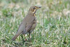Attēlu rezultāti vaicājumam “Turdus philomelos”