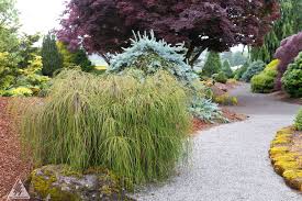 Attēlu rezultāti vaicājumam “Thuja plicata flower”