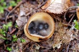 Attēlu rezultāti vaicājumam “Humaria hemisphaerica”