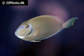 Image result for Acanthurus bahianus