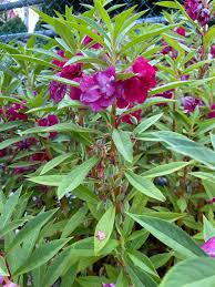 Attēlu rezultāti vaicājumam “Balsaminaceae”