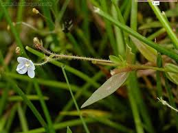 Attēlu rezultāti vaicājumam “Veronica scutellata flower”