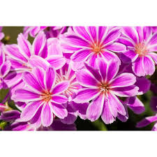 Image result for Bitterwurz