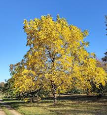 Attēlu rezultāti vaicājumam “Juglans nigra”