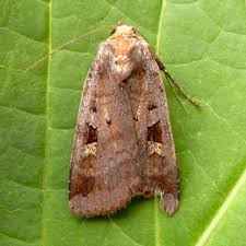 Attēlu rezultāti vaicājumam “Diarsia brunnea”